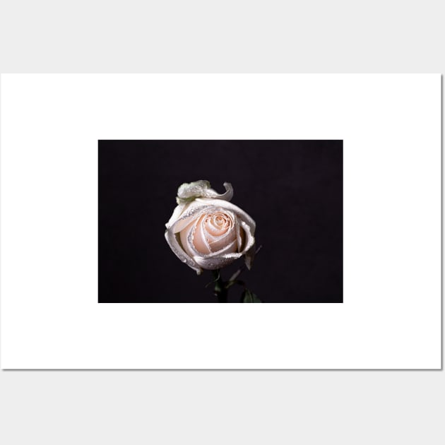 White rose on black background Wall Art by blossomcophoto